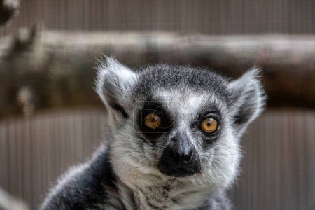 Téléchargez les photos : Lémurien à queue cerclée ou lémurien avec les yeux grands ouverts. - en image libre de droit