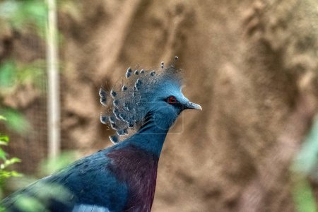 Téléchargez les photos : Pigeon couronné de Victoria (Goura victoria), originaire de Nouvelle-Guinée et une espèce presque menacée - en image libre de droit