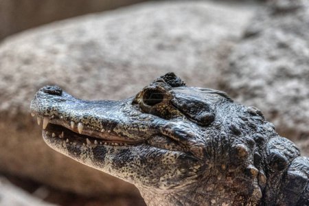 The powerful jaws of a Yacare Caiman showing off his strong teeth, against a background of sand and dust