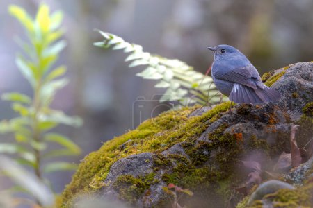 Plumbeous water redstart, Phoenicurus fuliginosus,bird-eating, bird perched, bird on a rock, Taiwan mountains