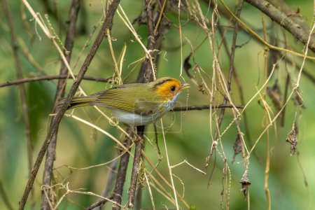 Rufous-faced Warbler, Abroscopus albogularis, small perched in a tree in the forest of Taiwan