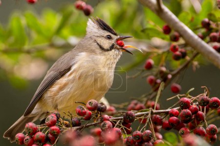 Taiwan yuhina, Yuhina brunneiceps, an endemic bird from Taiwan, eats fruits, eating insects, perched
