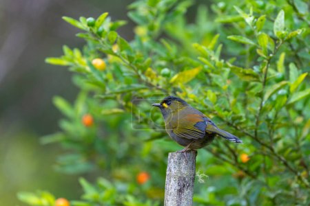  Steere's Liocichla endemic bird of Taiwan eating red fruits, perched in the tree