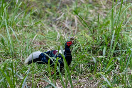 faisán de Swinhoe, Lophura swinhoii ave endémica de Taiwán, faisán macho en el bosque de Taiwán