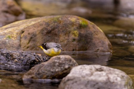 Bird sitting on  a rock, gray wagtail sitting on a rock, river