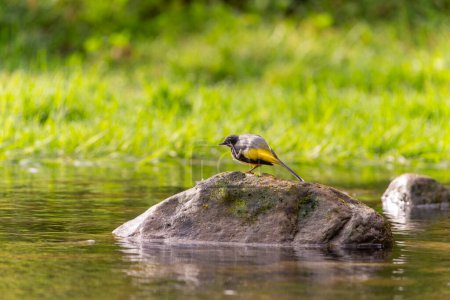 Bird sitting on  a rock, gray wagtail sitting on a rock, river