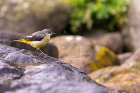 Pájaro sentado en una roca, cola gris sentado en una roca