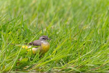 Gray wagtail in the grass, green grass, bird on the ground next to a river