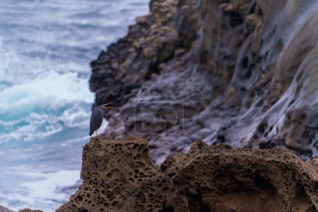 Pazifischer Riffreiher sitzt auf einer Klippe im Meer