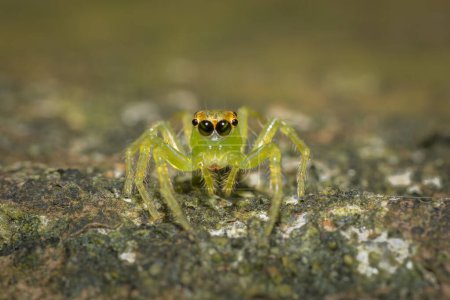 Epeus glorius, jumping spider, green spider , macro shot