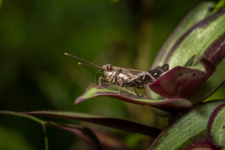  macrofotografía de saltamontes de cuernos cortos, insecto en Taiwán en una hoja
