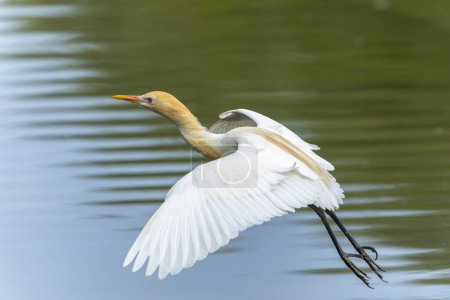 Cattle egret in flight above the water