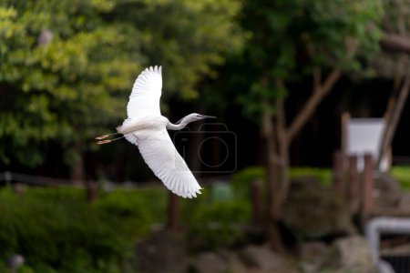 Great egret in flight in the park of Taiwan