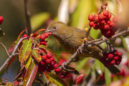 Taiwan rosefinch female eating red fruits in a tree in the mountains of Taiwan