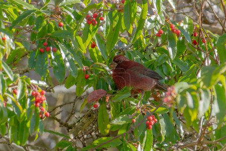 Taiwan-Rosenfink-Männchen hockt im Baum und frisst Früchte, endemischer Vogel Taiwans