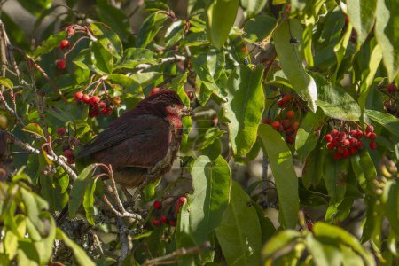 Taiwan-Rosenfink-Männchen hockt im Baum und frisst Früchte, endemischer Vogel Taiwans