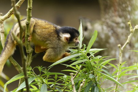 A black-capped squirrel monkey sitting on a tree curious in the zoo of Taipei