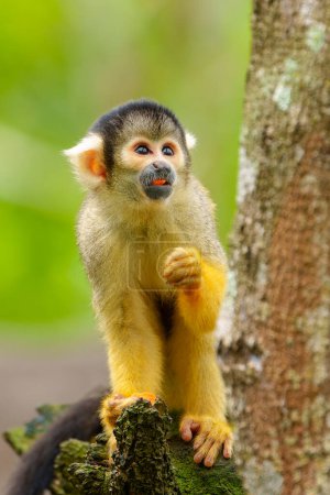 A black-capped squirrel monkey sitting on a tree eating fruits and curious in the zoo of Taipei