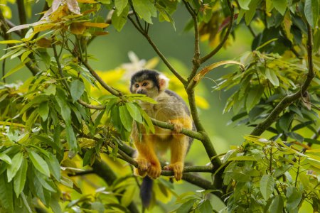 A black-capped squirrel monkey sitting on a tree in the zoo of Taipei