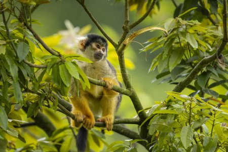 Téléchargez les photos : Un singe écureuil à capuchon noir assis sur un arbre dans le zoo de Taipei - en image libre de droit