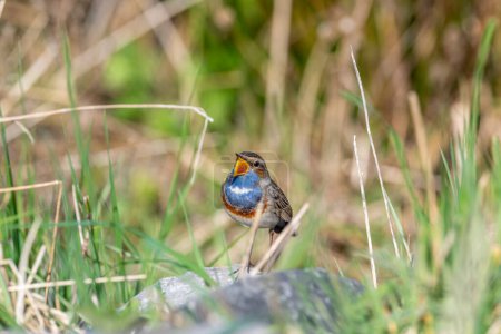Bluethroat, Luscinia svecica. Early in the morning, a male bird sits on the rock singing