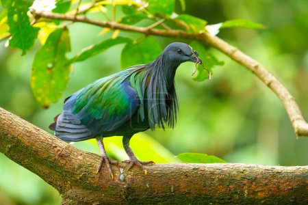 Photo for Nicobar pigeon or Caloenas nicobarica sitting on branch with nest material in beak - Royalty Free Image