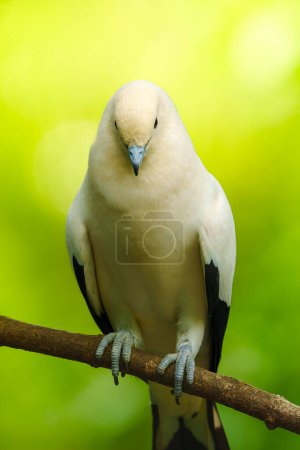 Pied imperial pigeon sitting on a branch