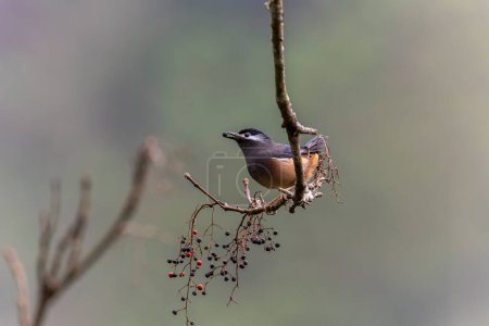 White-eared Sibia perched in a tree in the mountains of Taiwan