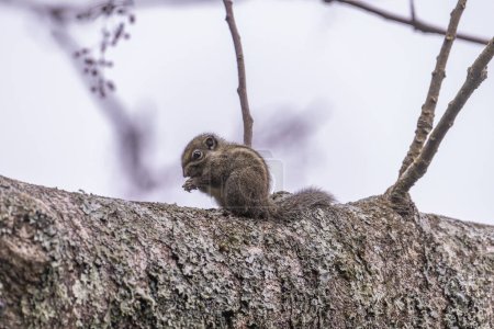 Slender squirrel on a branch in a tree in the mountains of Taiwan