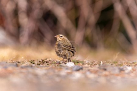 Olive backed pipit on the ground in the forest of Taiwan
