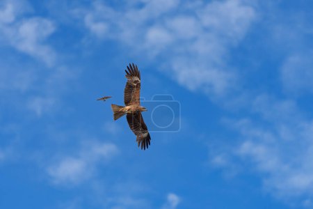 A black kite and a Pacific swallow are flying together against a blue sky background.