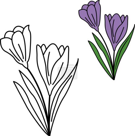 Téléchargez les illustrations : Fleurs du Windflower ou Pulsatilla Patens pour livre à colorier - en licence libre de droit