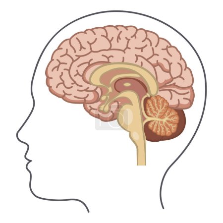 Human Brain Side View. Vector Illustration of the Brain from the Inside. Human Anatomy
