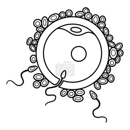 Ilustración de Proceso de fertilización humana para colorear página. Huevo y esperma. Sistema reproductivo humano. Ilustración vectorial - Imagen libre de derechos