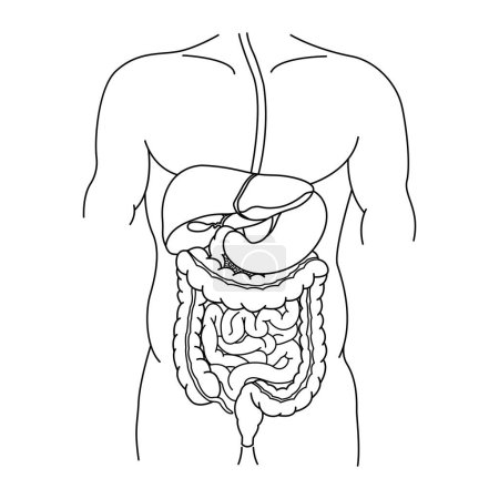 Téléchargez les illustrations : Human Digestive System for Coloring. Anatomie de l'intestin, de l'estomac et du foie. Illustration vectorielle des organes internes. Concept de médecine - en licence libre de droit