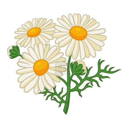 Ilustración de Flores de manzanilla. Ilustración vectorial de un ramo de margaritas blancas de campo con hojas. Diseño para tarjetas, carteles, textiles y más - Imagen libre de derechos