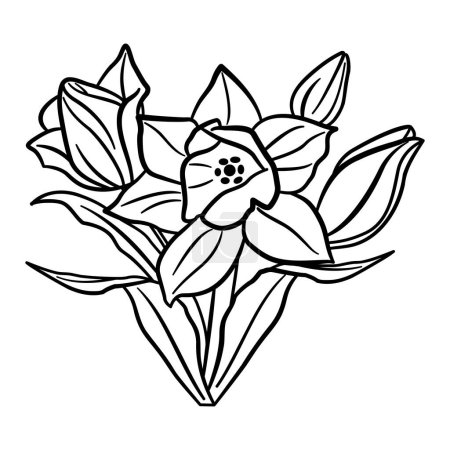 Ilustración de Narciso flores para colorear. Flores de primavera. Ilustración vectorial de narcisos florecientes con hojas - Imagen libre de derechos
