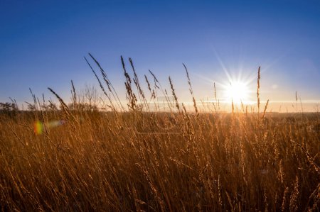 Photo for A field with tall grass and the sun setting - Royalty Free Image