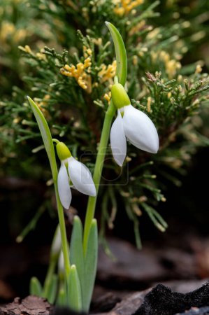 Photo for Snowdrops on the tree in forest in spring - Royalty Free Image