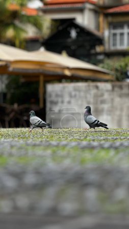 Photo for A group of birds walking on top of a grass covered field - Royalty Free Image