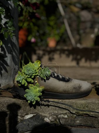 Photo for A pair of shoes with plants growing out of them - Royalty Free Image