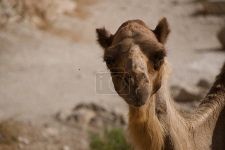 Photo for A single camel gazes into the distance, embodying the rugged spirit of the Israeli desert landscape. - Royalty Free Image
