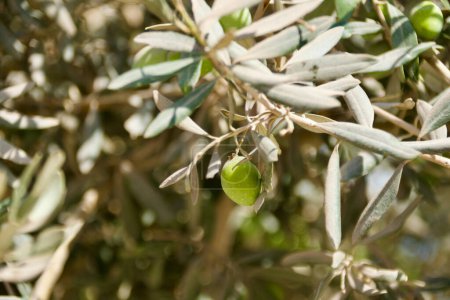 Photo for Close-up of olive branches bearing young fruit, showcasing Israel's natural agricultural beauty. - Royalty Free Image