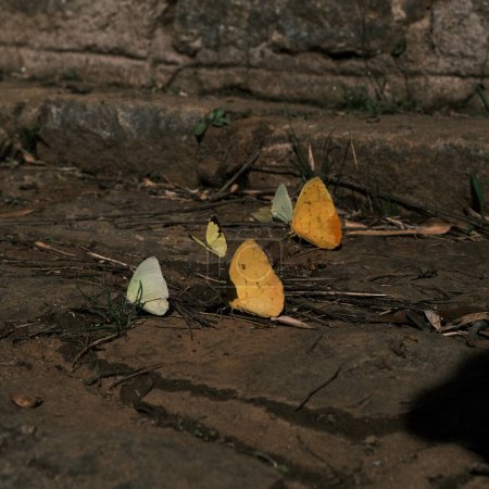 Photo for In the quiet countryside of Brazil, a group of butterflies gathers on the ground, their yellow and white wings creating a delicate contrast with the earthy tones of the soil. This moment, captured in a photograph, reflects the simple and often unnoti - Royalty Free Image