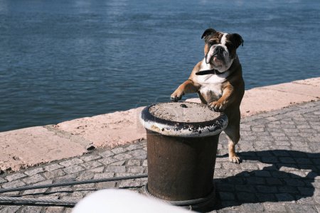 Photo for In this charming scene, a bulldog takes center stage, perched atop a bollard by the Danube river in Budapest, with its endearing expression and poised stance against the city's waterfront. - Royalty Free Image
