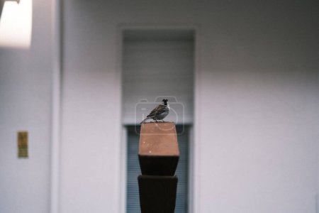 Foto de A moment of nature in the city, this image captures a solitary sparrow perched atop modern urban architecture, embodying the blend of wildlife and city life in Germany. - Imagen libre de derechos