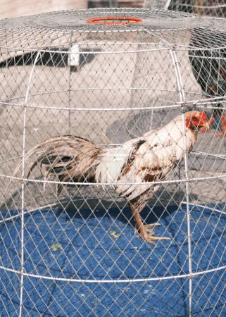 Photo for An image from urban Phuket showing a rooster in a wire cage, highlighting the enduring presence of traditional practices within the rapidly modernizing cityscape. - Royalty Free Image