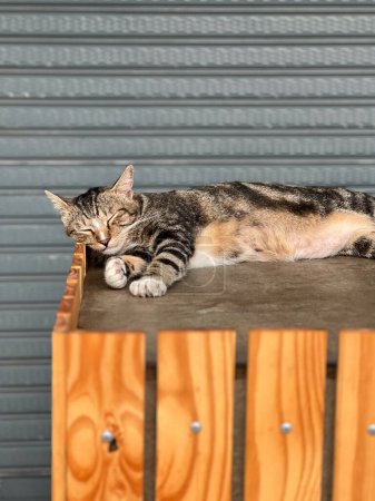 Photo for A serene cat naps undisturbed on the warm wooden ledges of Patong, embodying the laid-back atmosphere of urban Thailand. - Royalty Free Image