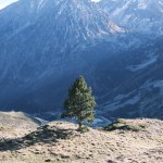 A lone tree stands resilient against the vast backdrop of the Spanish Pyrenees, a symbol of solitude and strength. This image captures the raw beauty of Spain's mountainous regions and the enduring spirit of nature.
