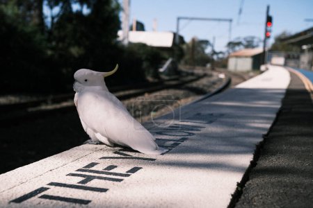 Téléchargez les photos : In a harmonious blend of urban and wildlife, this image features a cockatoo perched casually on a suburban station platform. It's a slice of Sydney life where the natural world intersects with daily human activities, showcasing the coexistence of cit - en image libre de droit